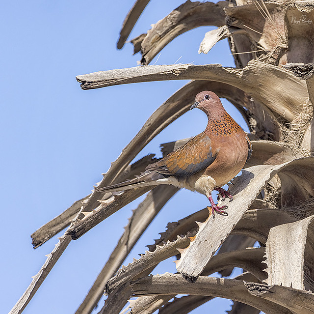 LAUGHING DOVE 2