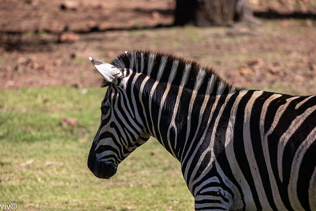 Adult  Zebra in contemplation after lunch - uncropped image