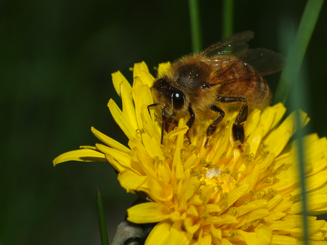 First SOOC 2022 Honey Bee Taken on May 8, 2022 DSCF3952
