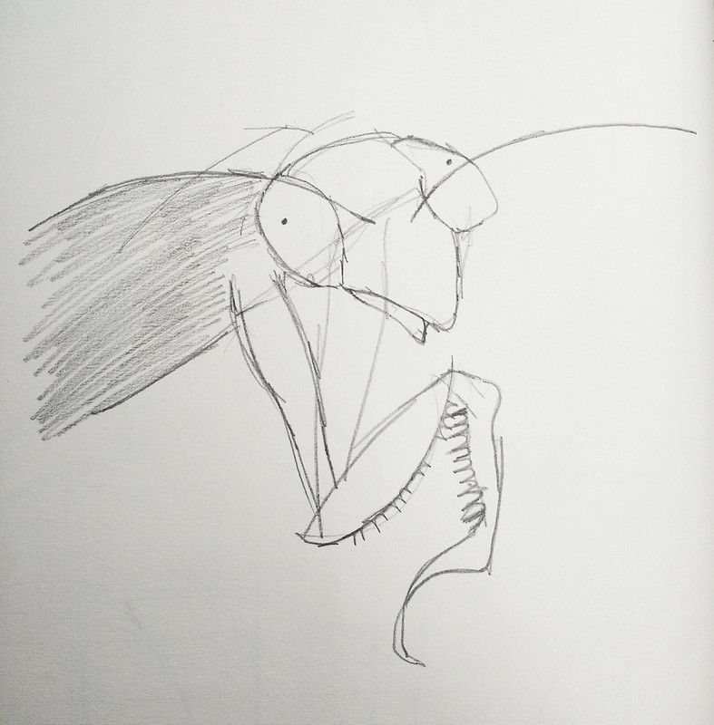 Praying Mantis character rough / sketch illustration by Gillian Hebblewhite 2005