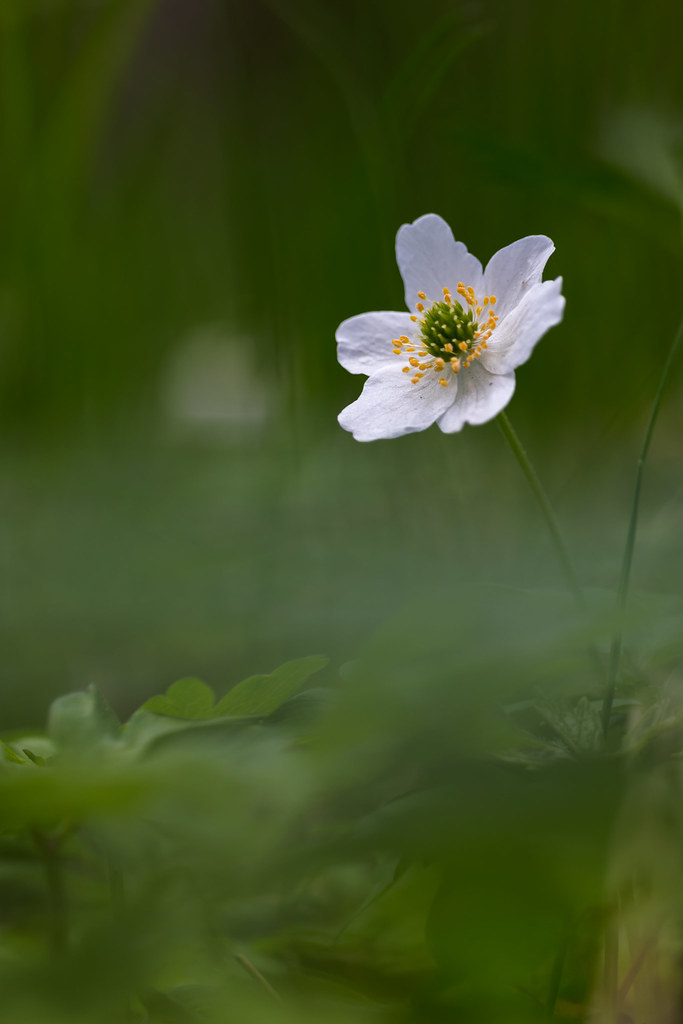 Anemone nemorosa | European thimbleweed | vitsippa
