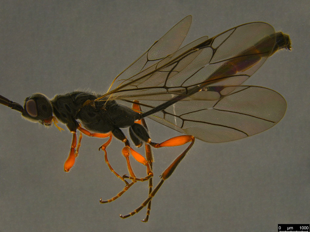 3b - Monomachus antipodalis Westwood, 1874