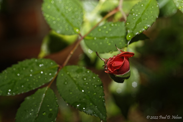 _PDN9656_Knockout Red Rose