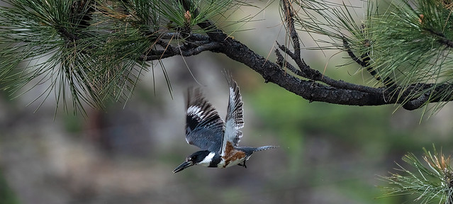 Kingfisher takes a dive.