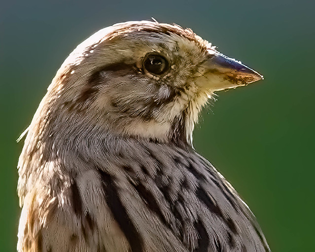 Song Sparrow Profile