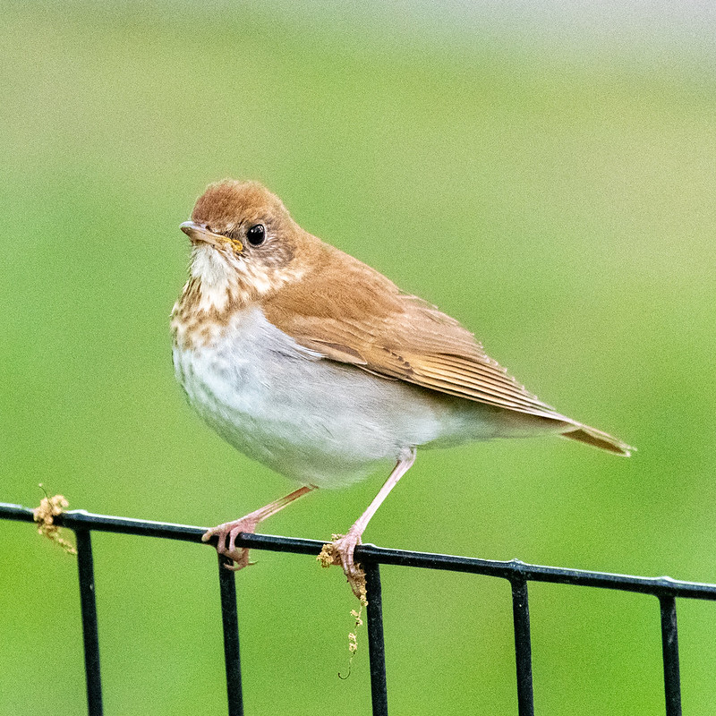 veery-central-park-3980