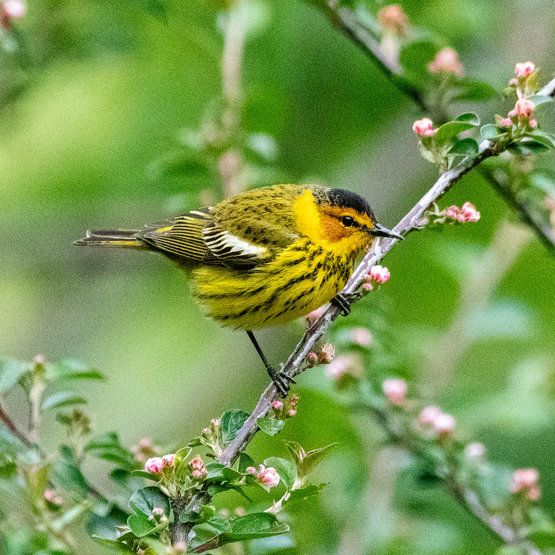 cape-may-warbler-central-park-3892
