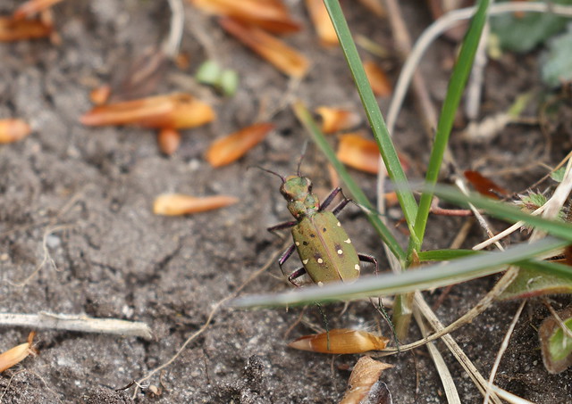 Grøn sandspringer (Green Tiger Beetle / Cicindela campestris)