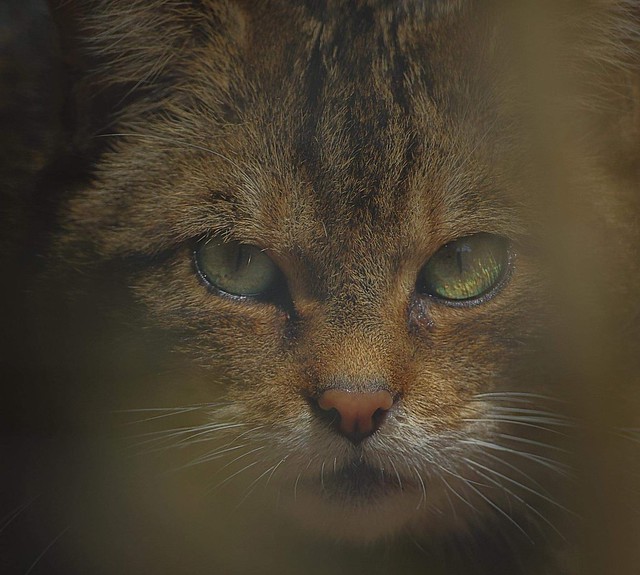 Scottish wildcat..Dartmoor Zoological Park UK