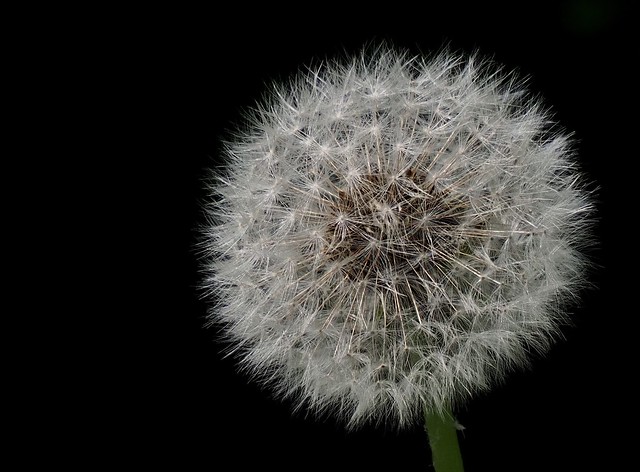 A piece of art, the floating seeds of the dandelion