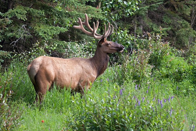 Elk / Wapiti
