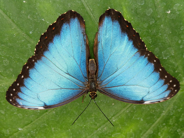 Morpho peleides - Morpho bleu (FR) - Blue Morpho (UK) - Blauer Morphofalter (DE) - Azúrlepke (HU)
