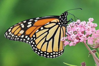 photo of monarch on milkweed