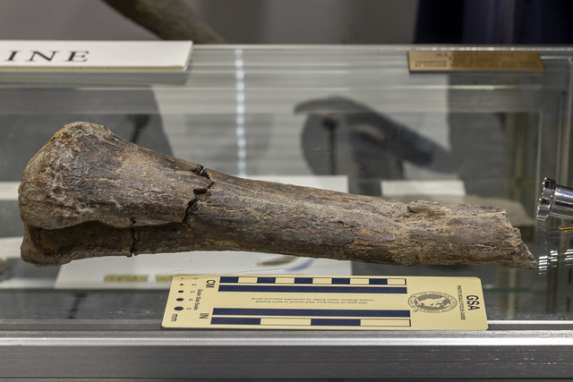 Hadrosaur chevron (tail) bone