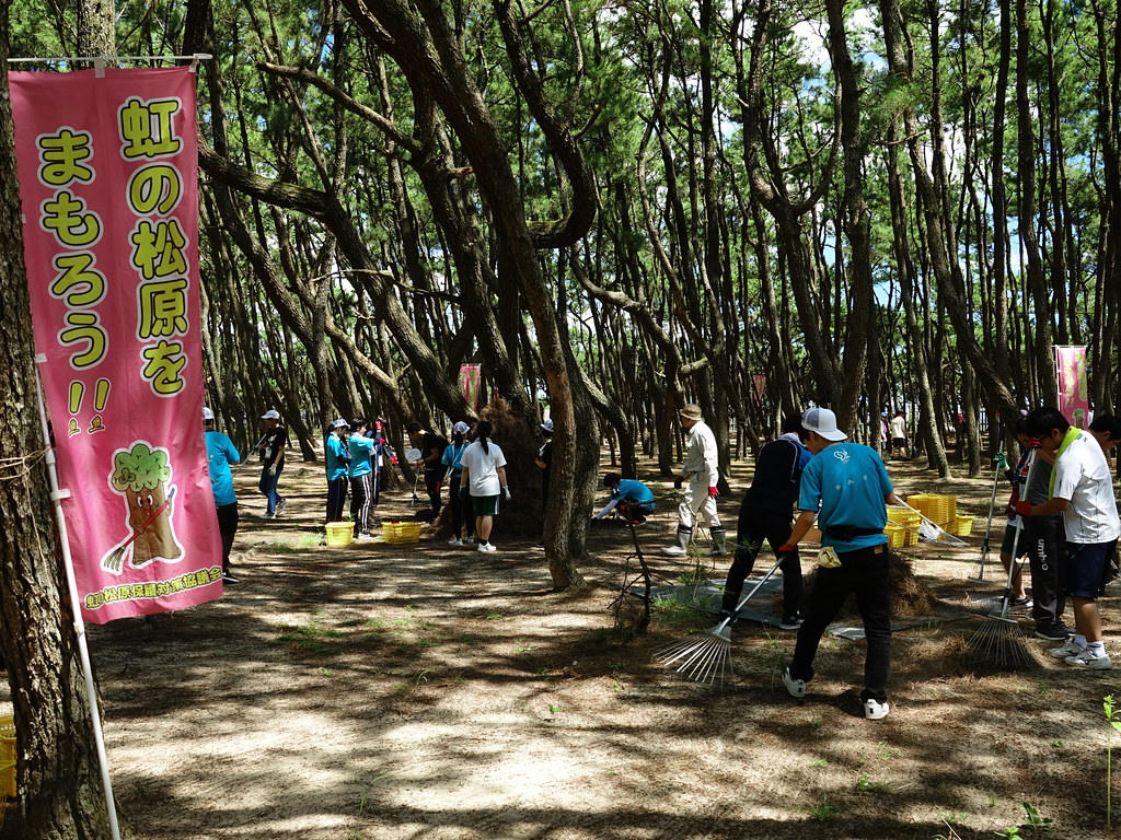 藉由撿拾松林落果、松針斗環境教育活動，維持虹之松原400年來白砂青松的文化景觀。圖片來源：花蓮林區管理處提供