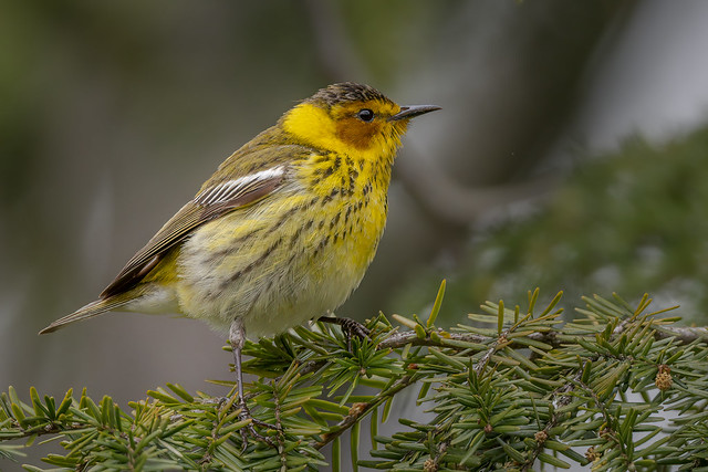 Cape May Warbler (12/35)