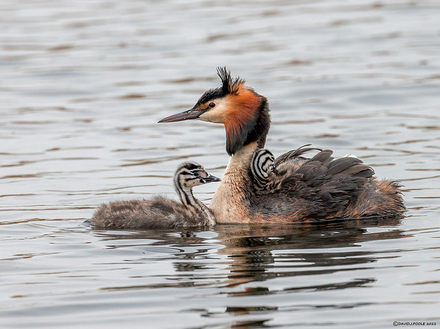 Great Crested Grebe with chicks.