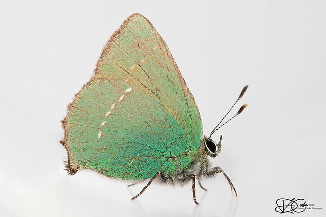B57I4320-Green-Hairstreak,-Callophrys-rubi