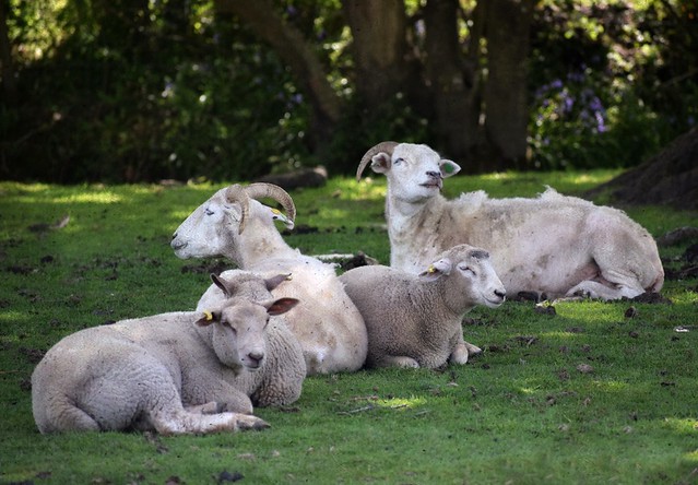 Dreamy  Sheep