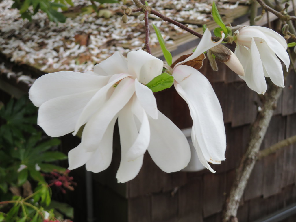 White Magnolia's