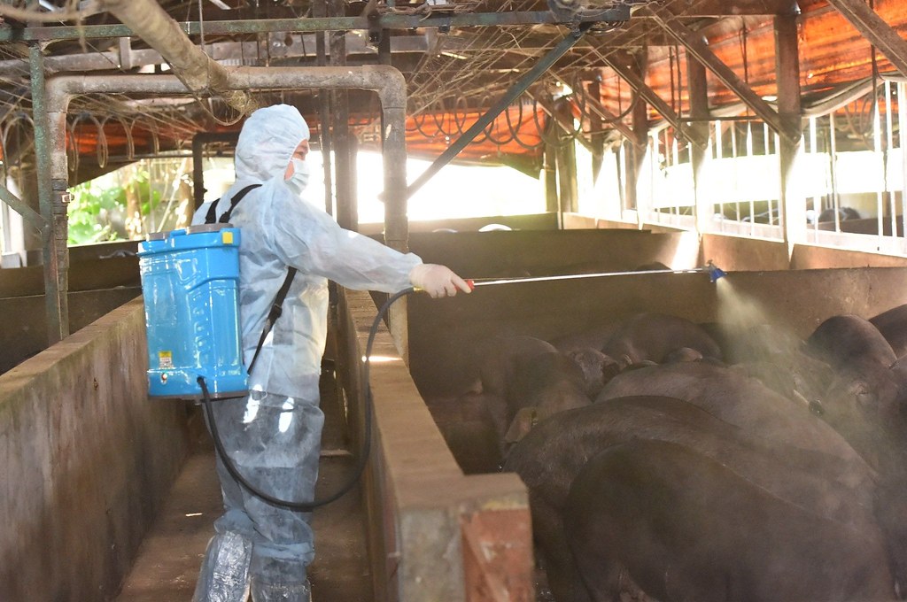 2021年9月我國為防堵非洲豬瘟禁止廚餘進入豬隻飼養場所。圖片來源：擷取自行政院官網