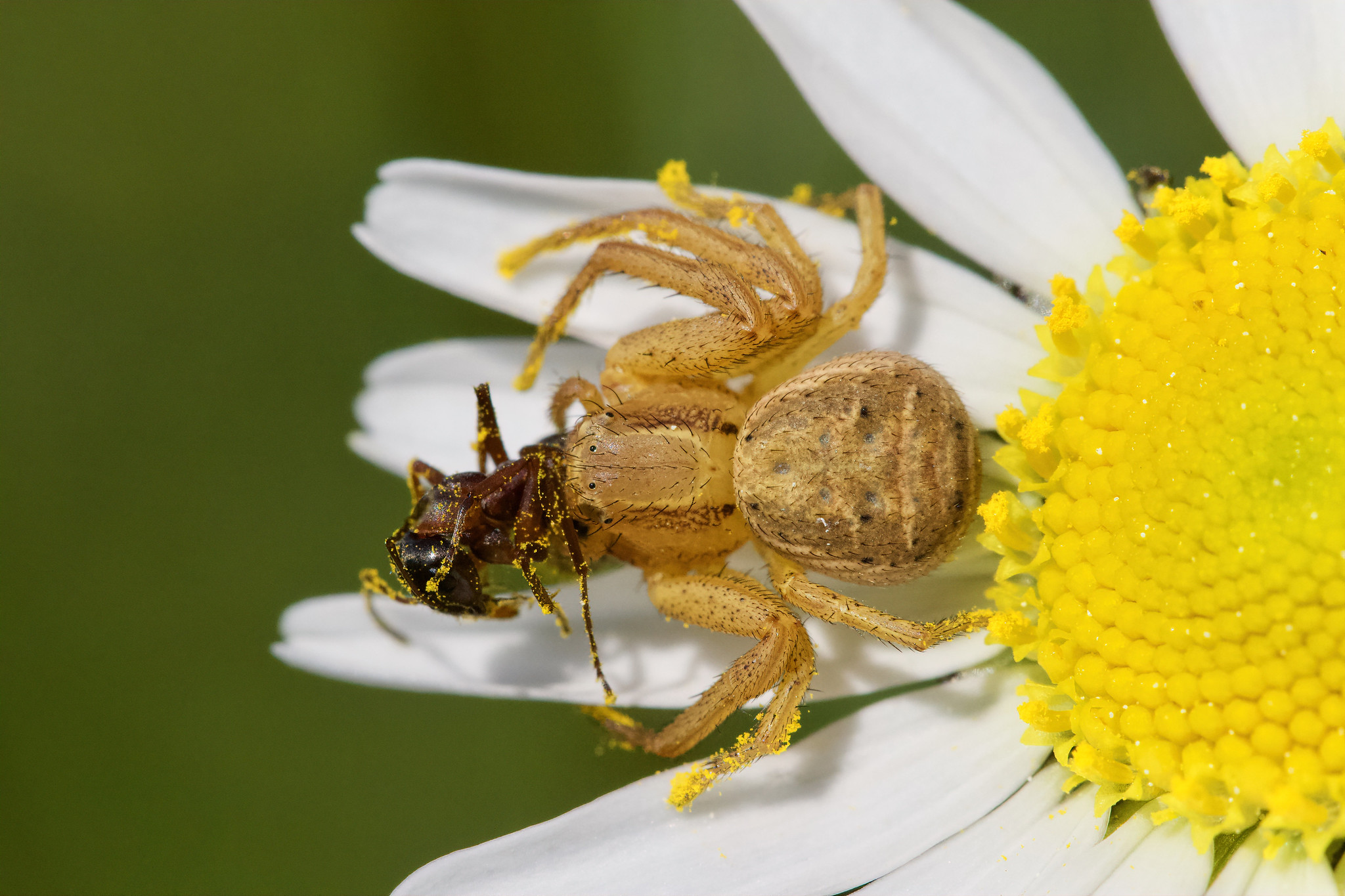 Crab spider (Thomisidae family) captured an Ant – Lengmoos, Upper Bavaria, Germany