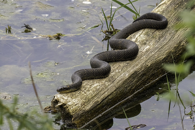 Snake at the lake 05-03-22