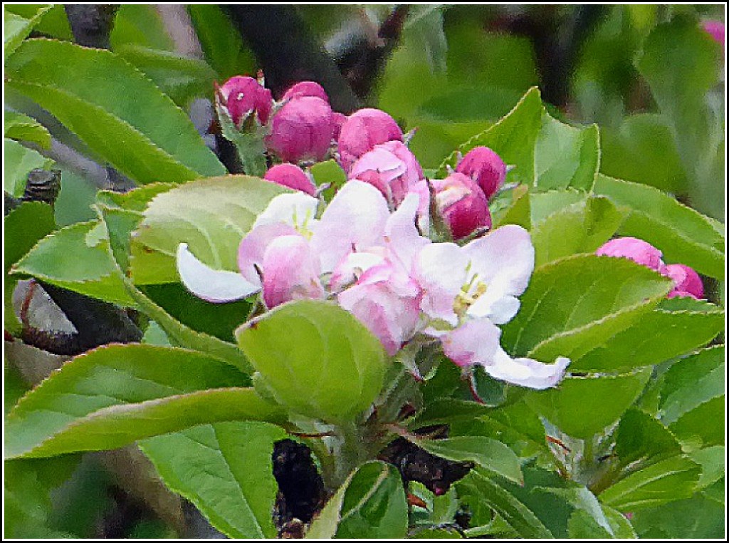 Apple Blossom Flower ...