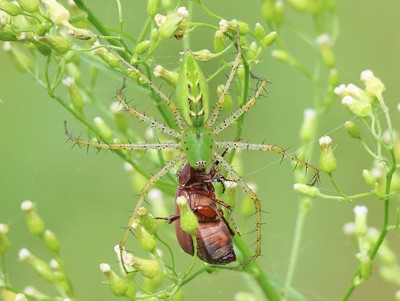photo of a spider eating a beetle
