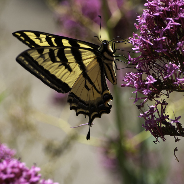 Swallowtail Butterfly on Red Valerian Flowers