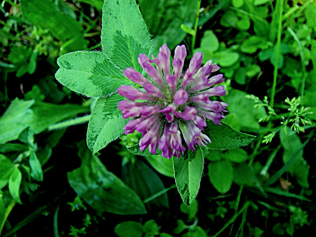 Trifolium pratensis - Trifoglio dei prati