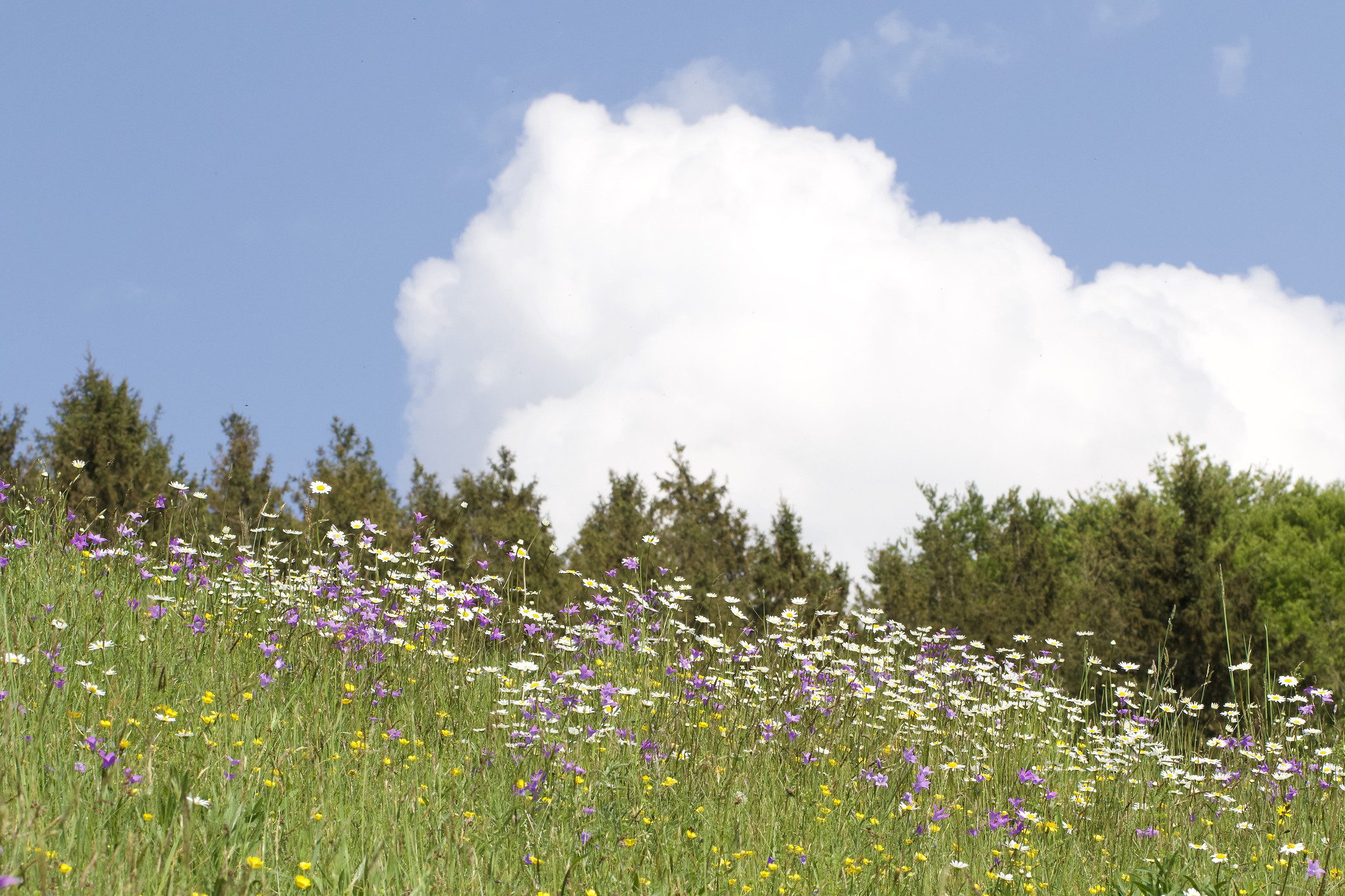 Flower meadow – Lengmoos, Upper Bavaria, Germany