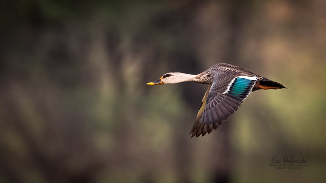 A Spot Billed Duck crossing a lake