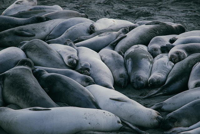 Elephant seal colony at San Simeon, California (USA)