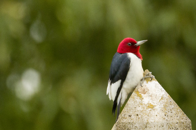 Red Headed Wookpecker on Headstone
