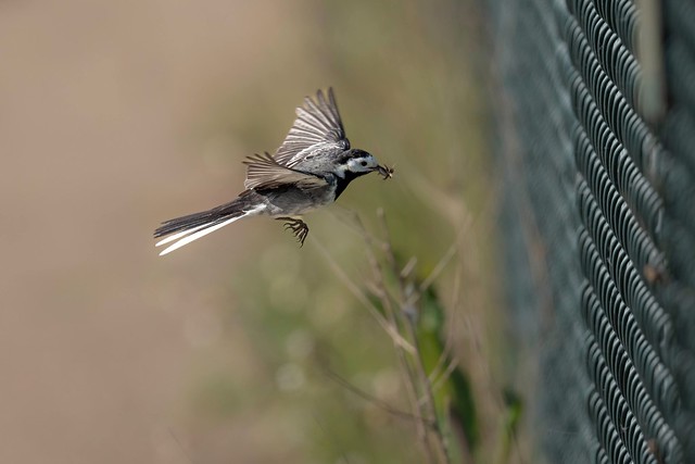 Pied Wagtail.