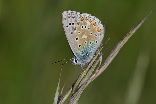 Argus bleu céleste - Polyommatus bellargus - Adonis blue - Himmelblauer Bläuling - Niña celeste