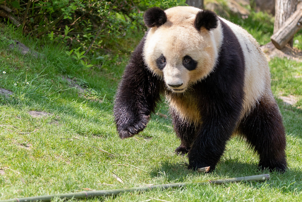 Panda Flickr Panda adulte | Zooparc de Beauval | Pascal Jardon | Flickr