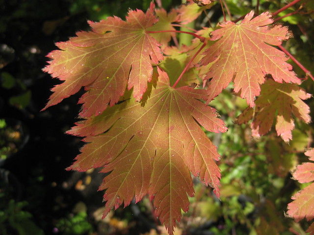 Autumnal Maple Leaves - Mount Macedon
