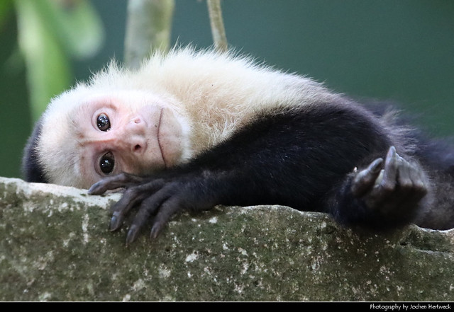 White-faced capuchin, Manuel Antonio NP, Costa Rica