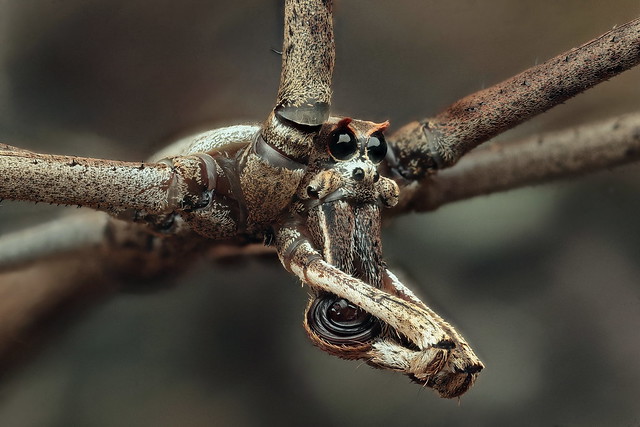 Net-casting spider - Deinopis subrufa