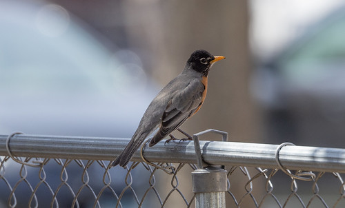 American Robin