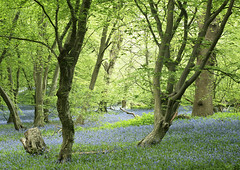 Bluebells Hertfordshire