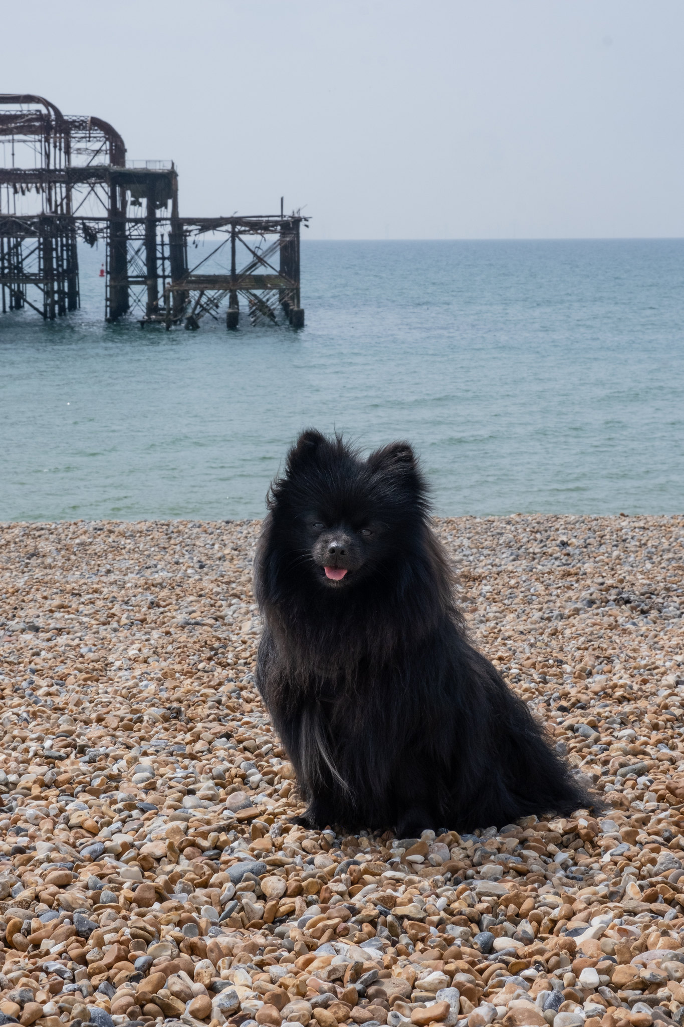 A Dog-Friendly Guide To Brighton