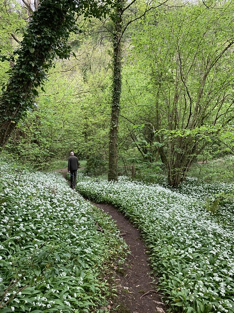 Walking on the Wild Garlic path