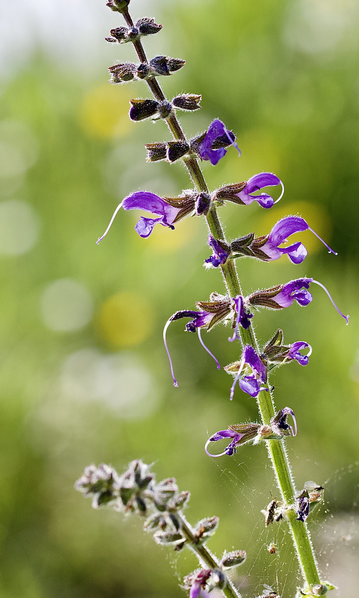 Salvia pratensis – Lengmoos, Upper Bavaria, Germany
