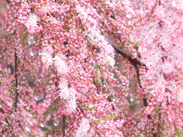 Close Up Pink Cherry Blossom Tree ~ Rainy Day