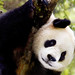Phot.Beijing.Zoo.Panda.Giant.Portrait.01.120826.3089.jpg