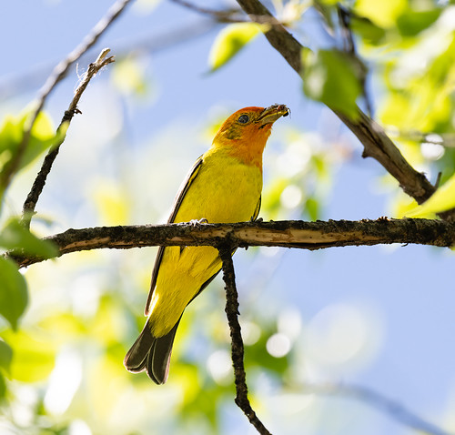 western_tanager_with_insect-20220510-100-Edit