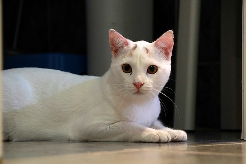 Duende, gato blanco y rubio dulce y tímido esterilizado, nacido en Agosto´21, en adopción. Valencia. ADOPTADO. 52065235892_4d63626849